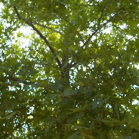 Mandorla Appartamento Lardos