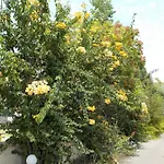 Mandorla * Lardos
