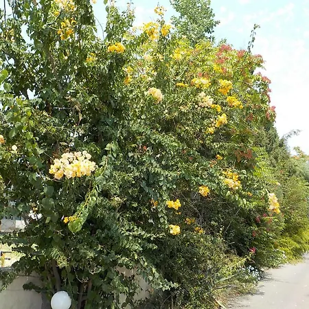 Mandorla * Lardos