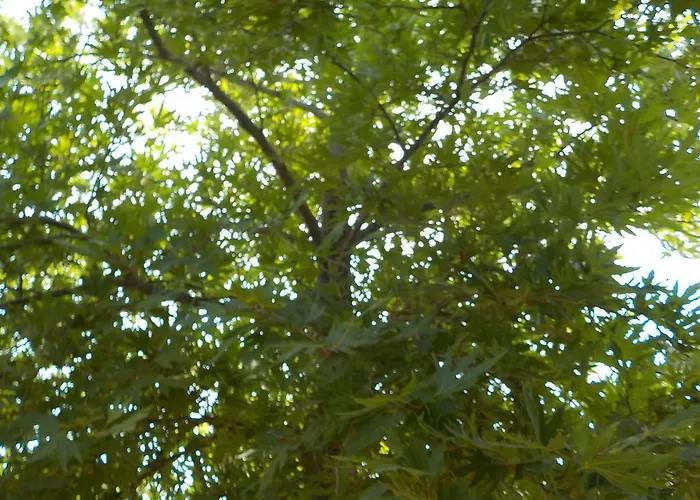 Mandorla アパート ラルドス