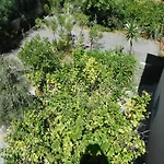 Mandorla * Λάρδος