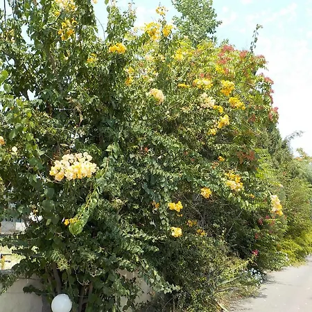 Mandorla * Lardos